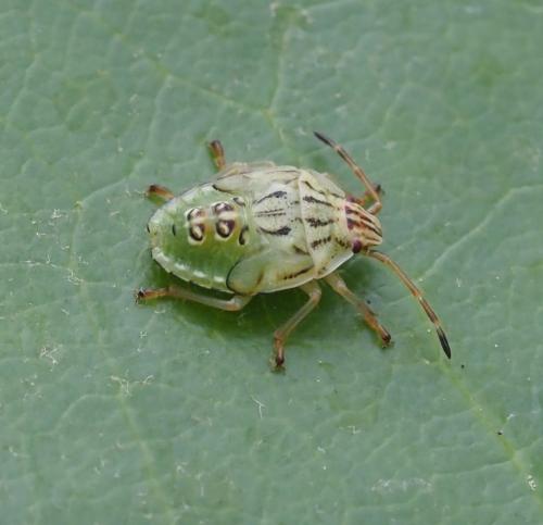 Réf. 234 396 : Elasmucha grisea